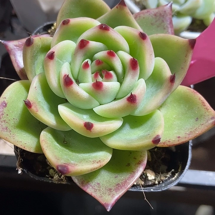 多肉植物蓝龙35多肉