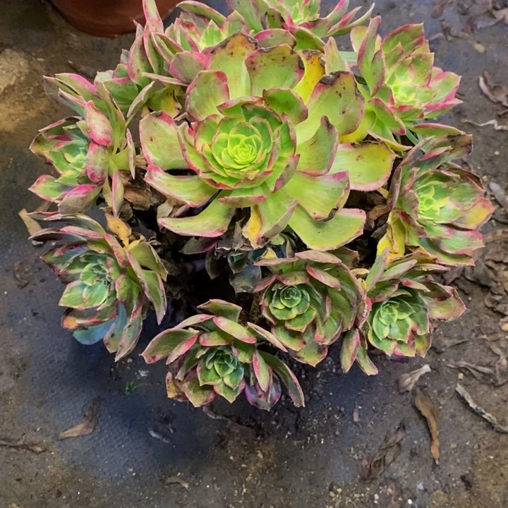 水蜜桃多肉断头不包1636