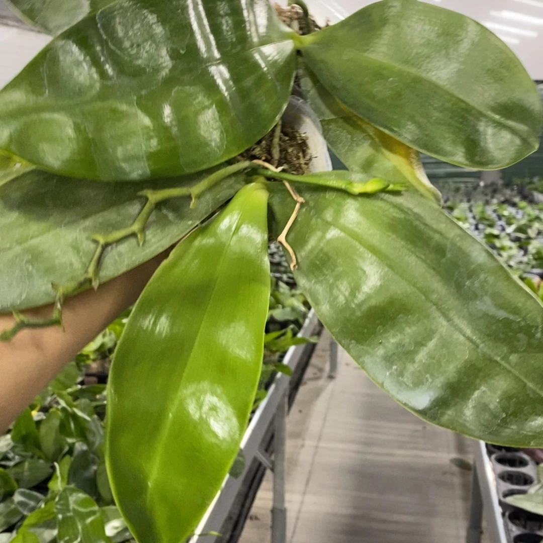 当前无花栽培后可以开花粉色沙美娜2棵顺丰发货