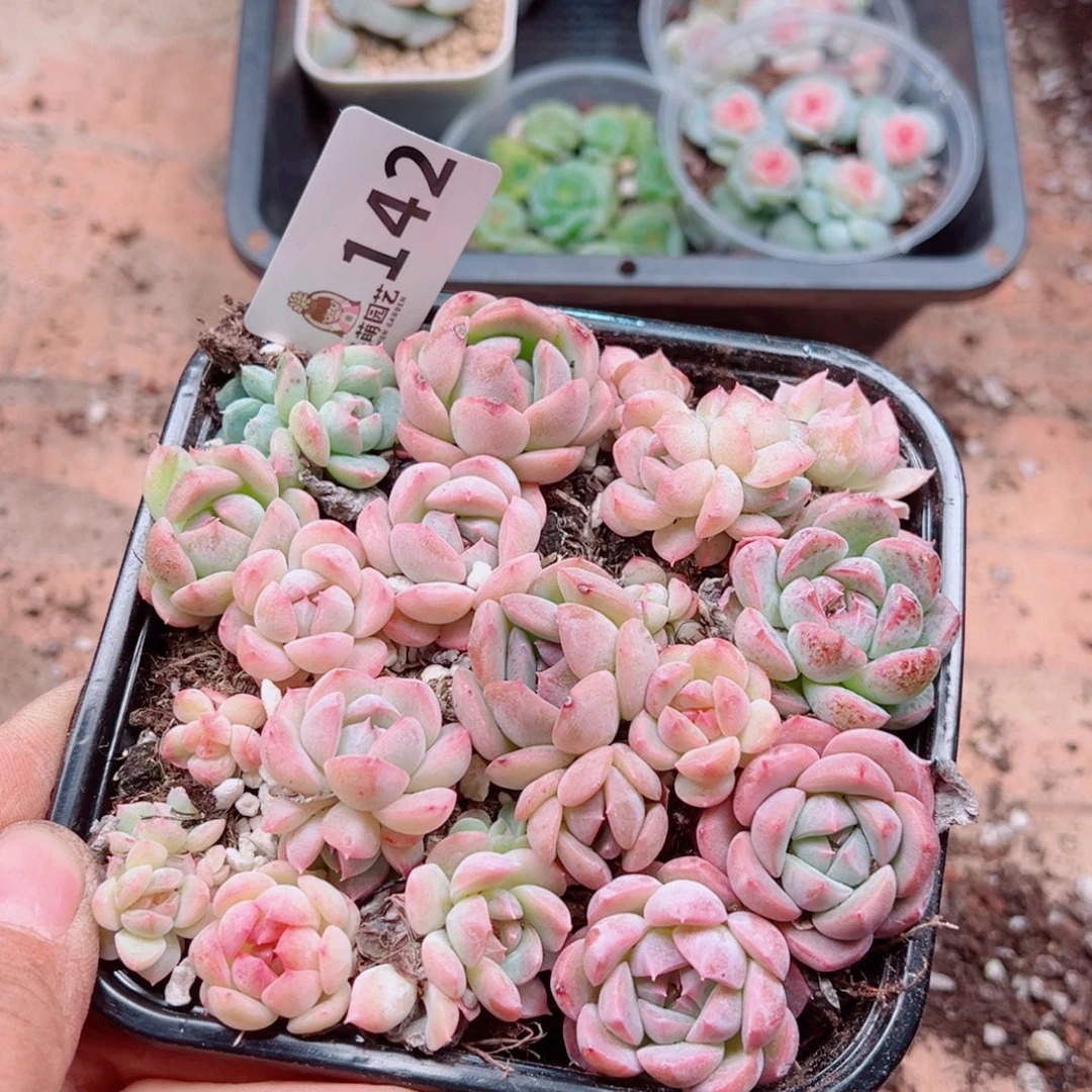 静***多肉植物多肉植物