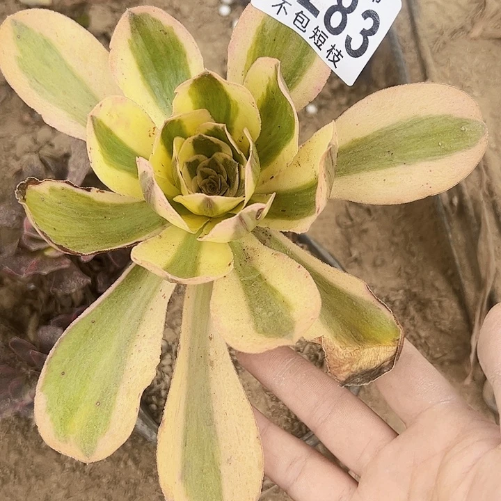 燕姿锦多肉植物法师