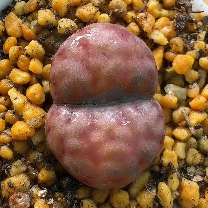 生石花1112111。  393