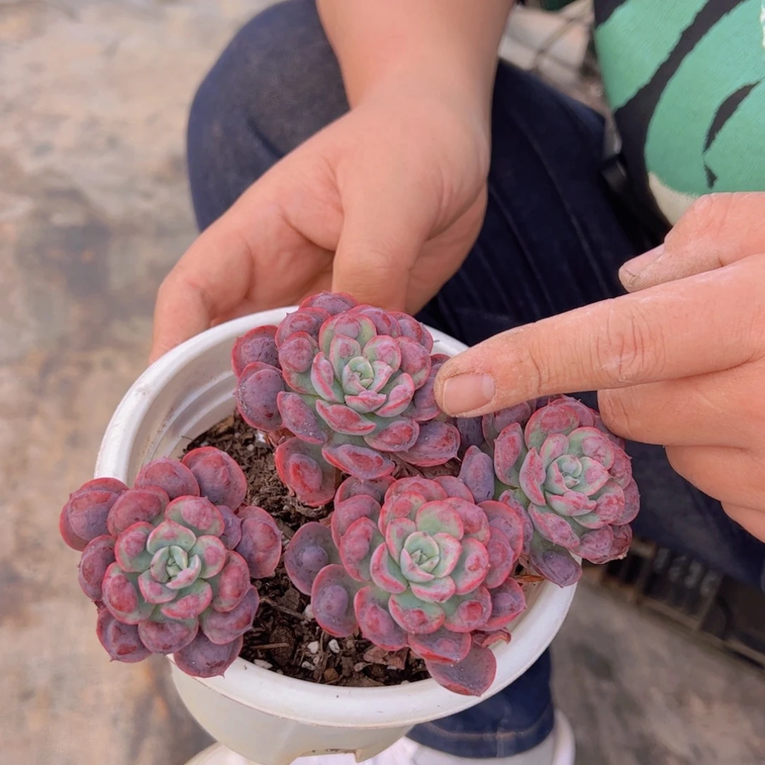 雨滴整桩整群无砍