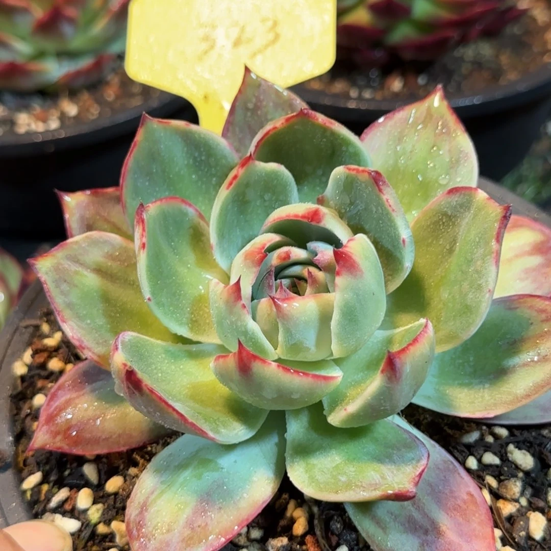 323 惊鸿一物一拍包装收缩花旱