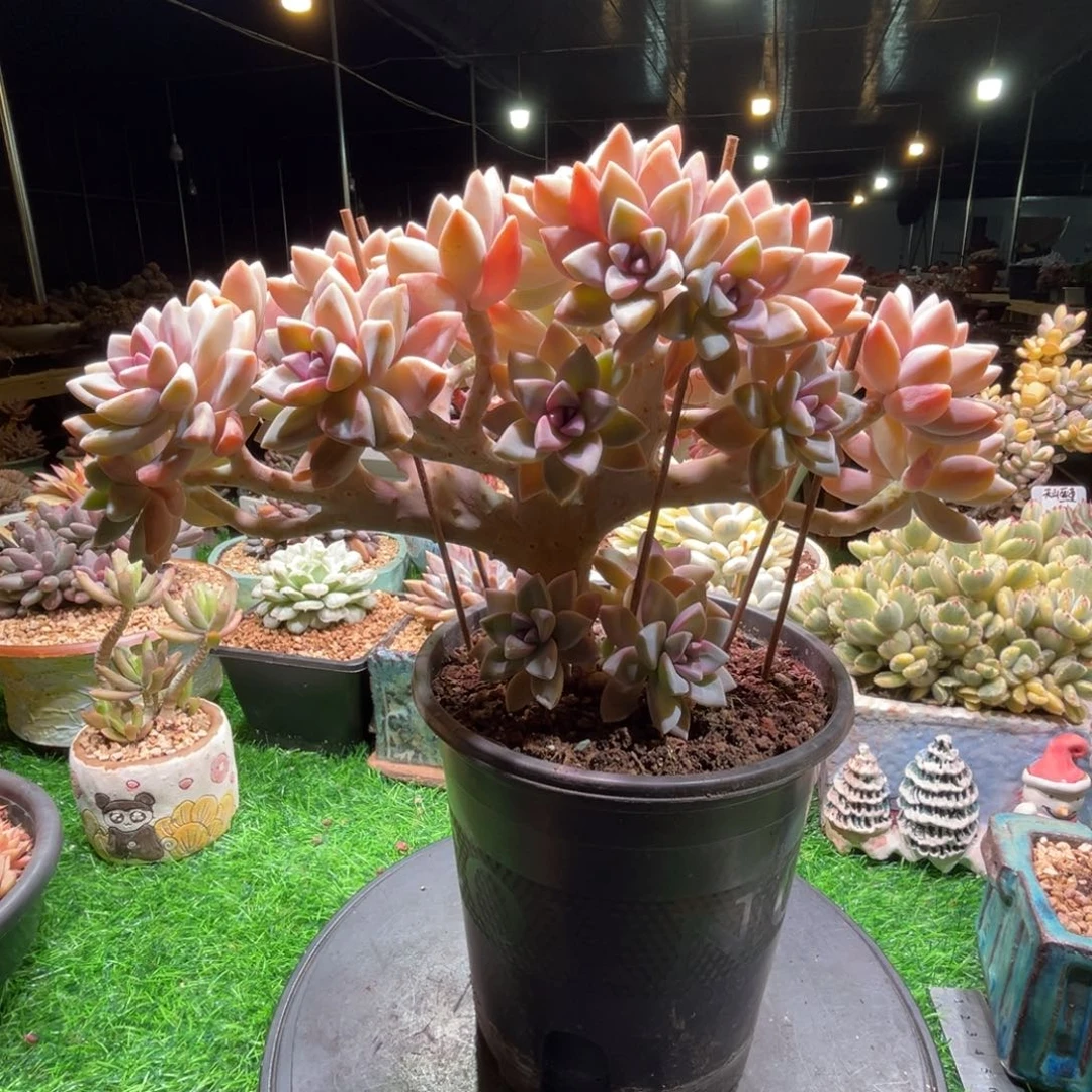 淡雪缀，一物一拍。