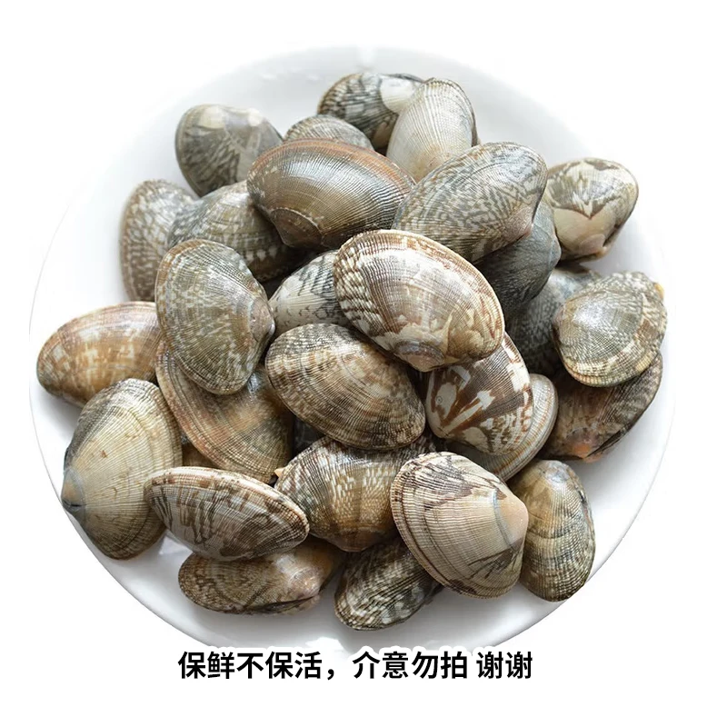 精品花蛤（约480g）保鲜不保活
