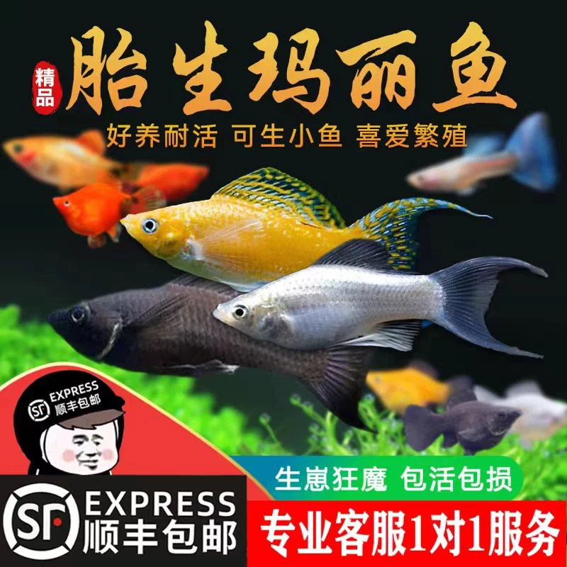 玛丽鱼五彩曼龙鱼珍珠马甲丽丽鱼观赏鱼好养耐活无需打氧冷水鱼