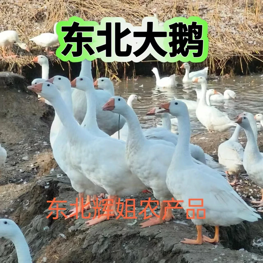 农家散养大鹅新鲜美味粮食喂养