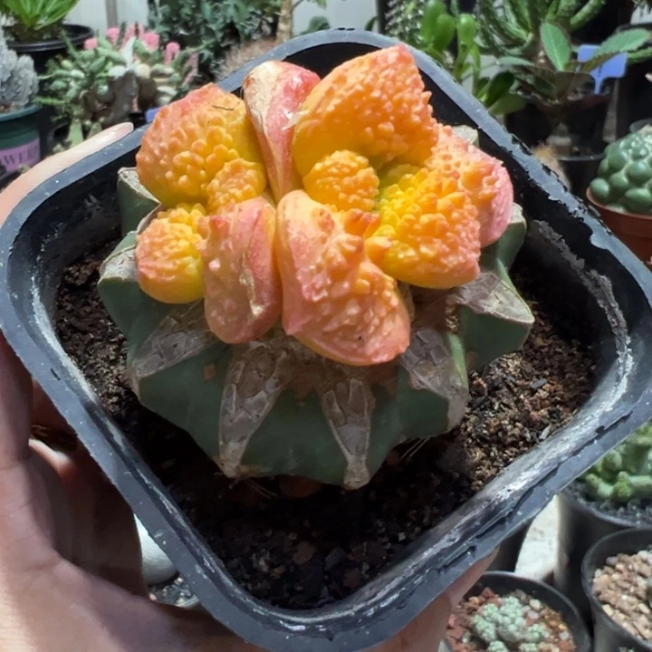 菜花牡丹锦带盆1111111