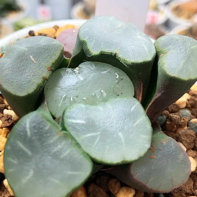 【闪购商品】紫镜96