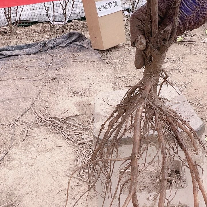 当前无花栽培后可以开花八千代春