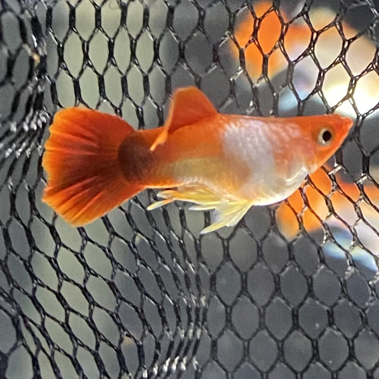黄化艾尔银深海蓝贵族球
