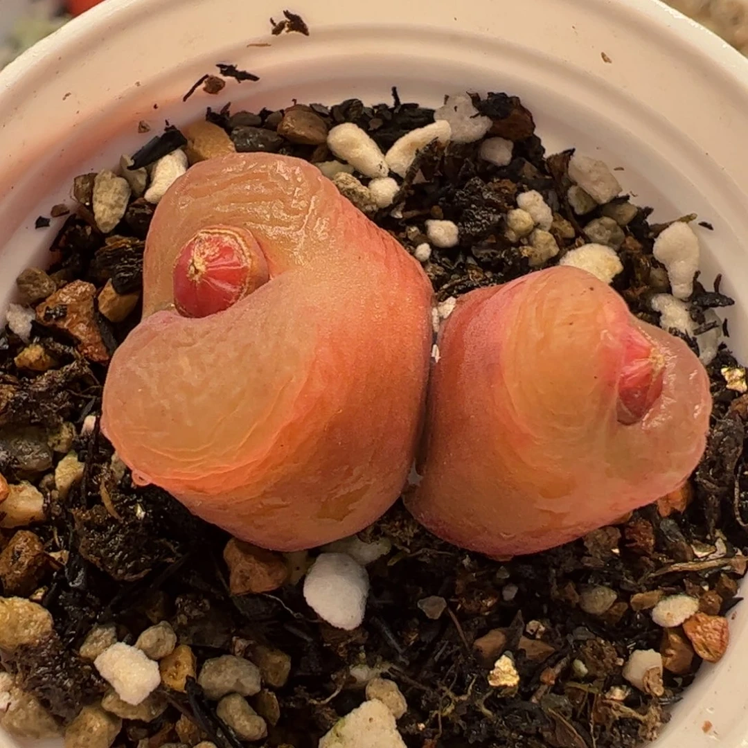 082多肉植物百科