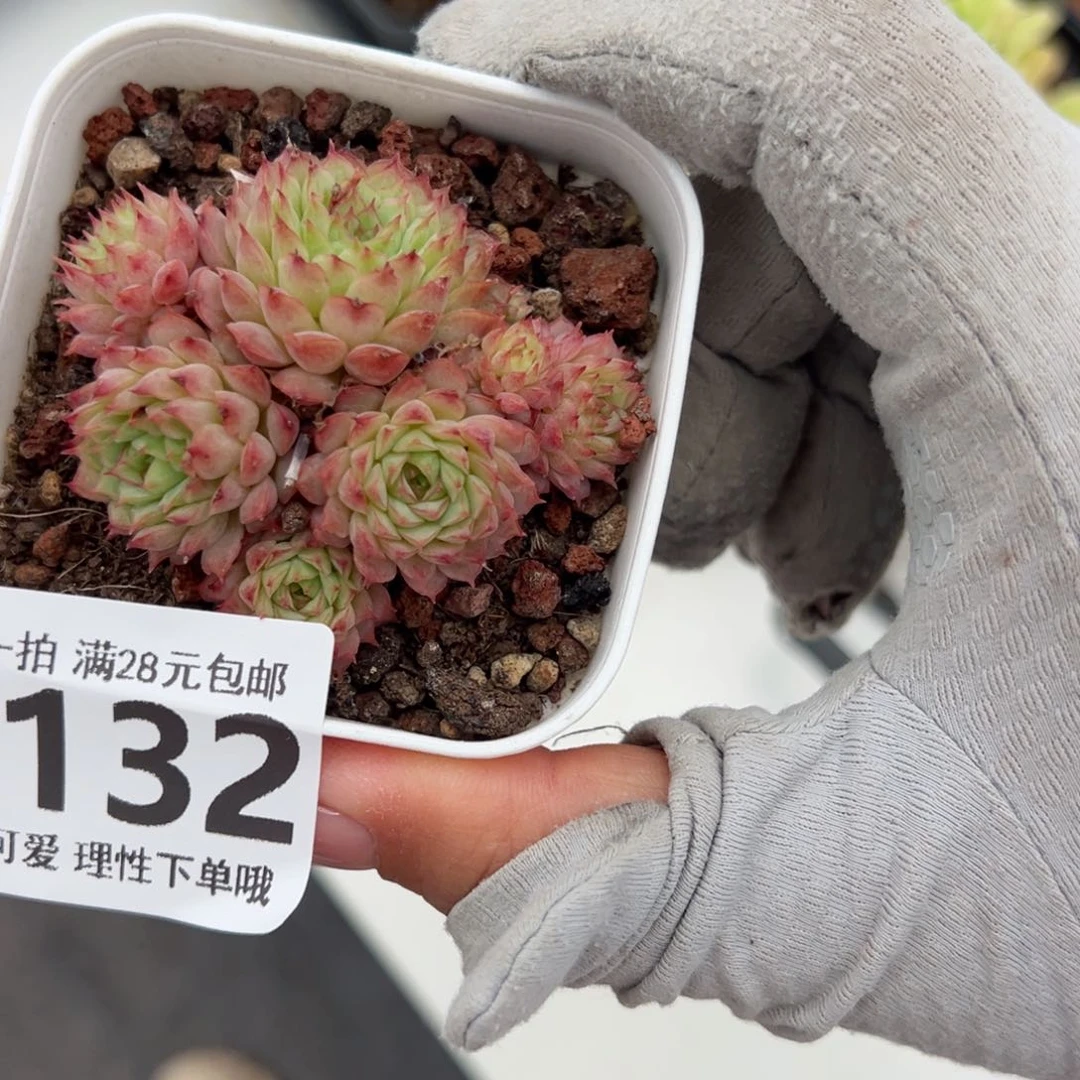 小红梅多肉多肉多肉多肉