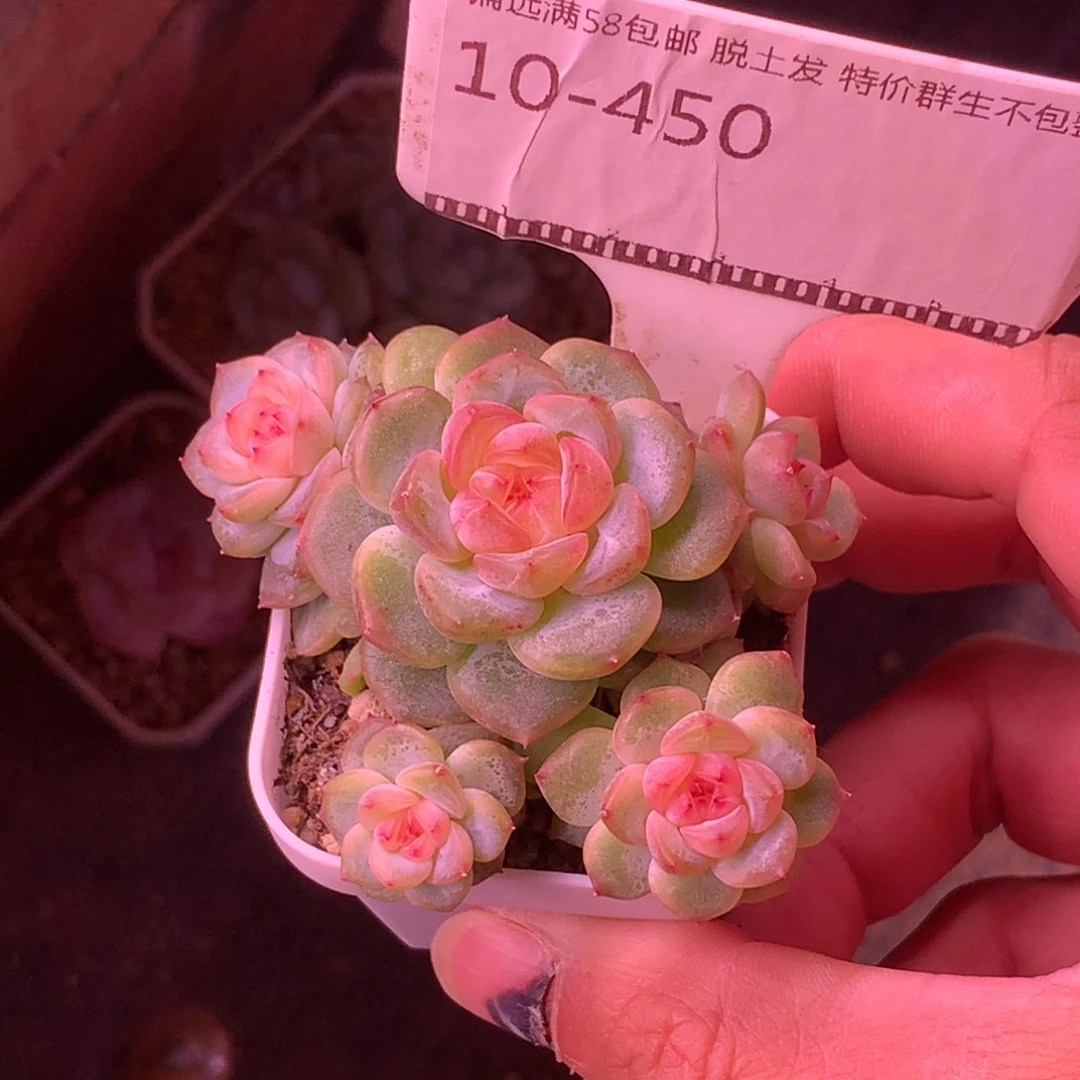甜心优选自然群精品多肉