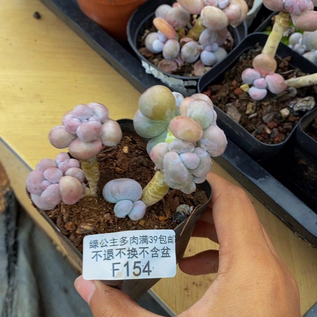 154芭比奶多肉7cm