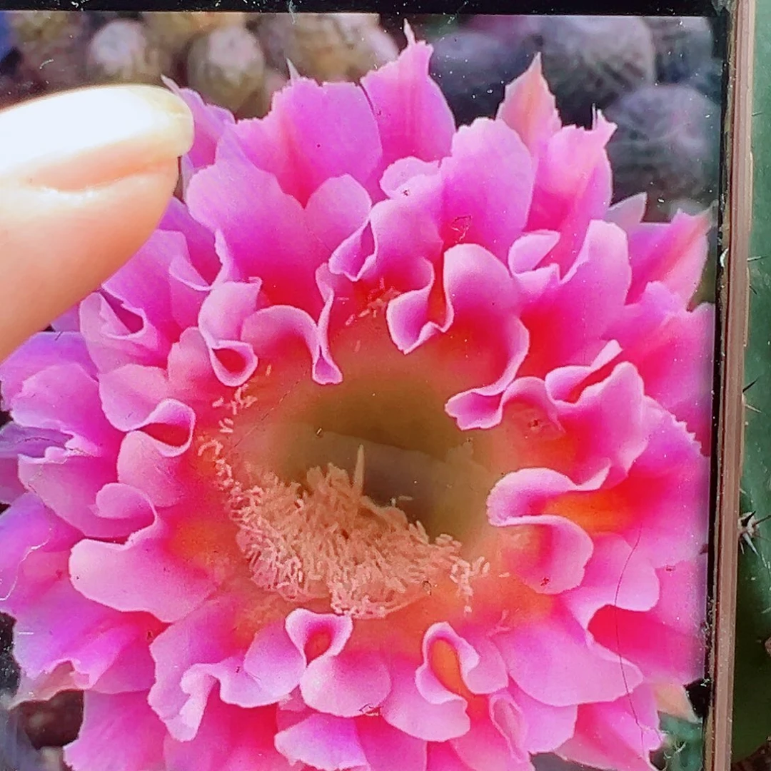 彩草云羽侧芽 20 包邮