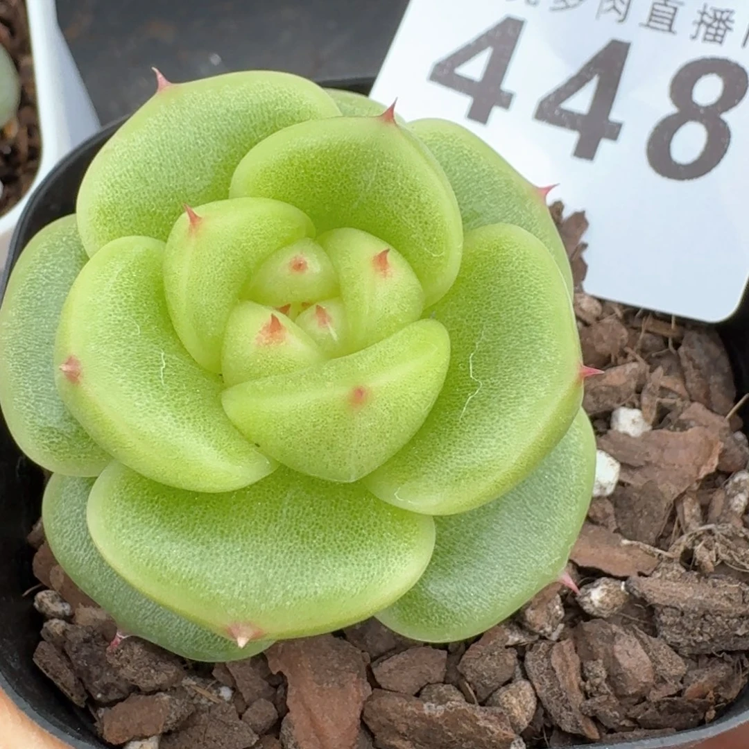 宝拉珍妮         多肉植物