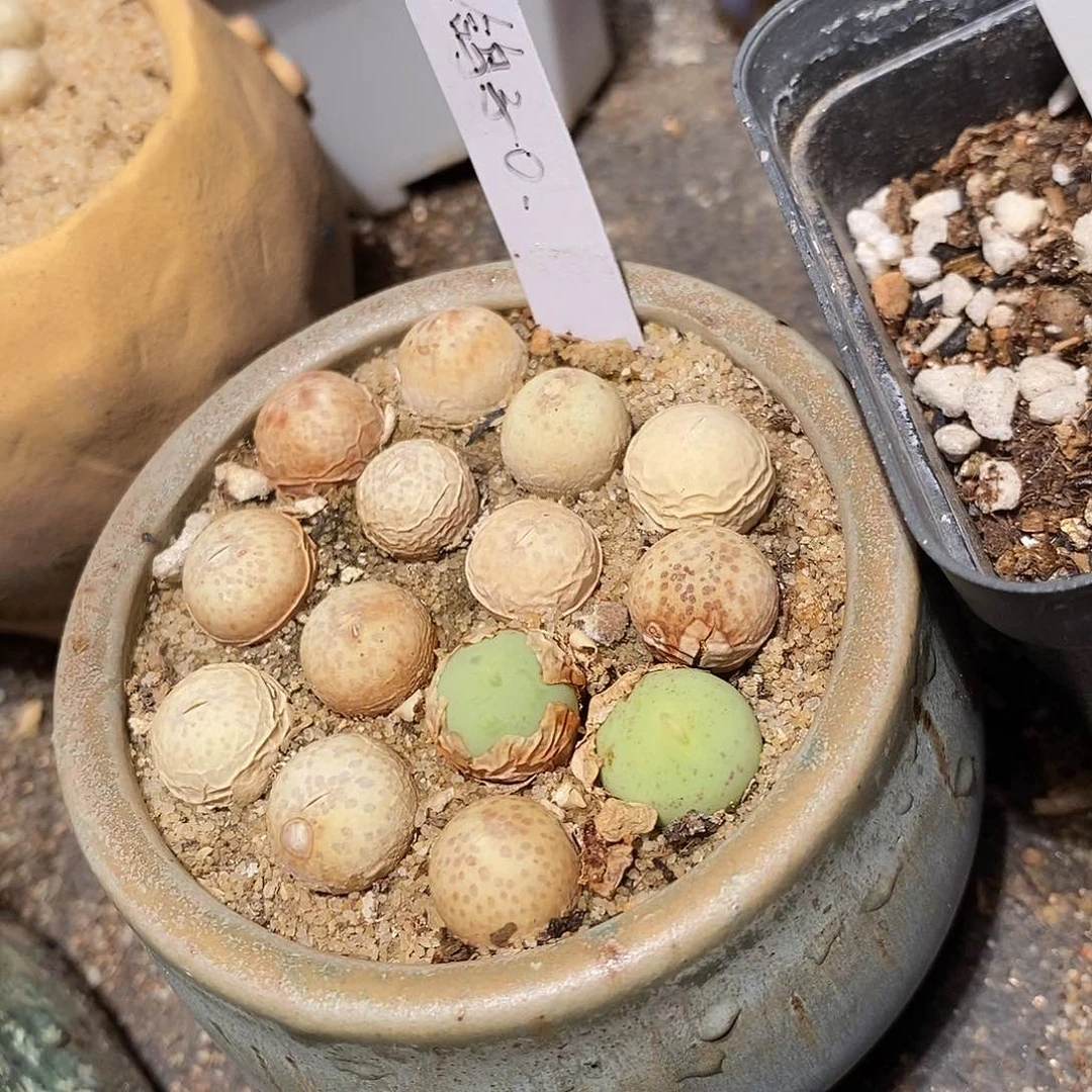 鸽子蛋一颗。 一厘米左右。