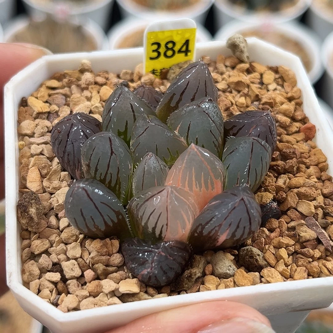 384oh3玉露锦福利福利福利