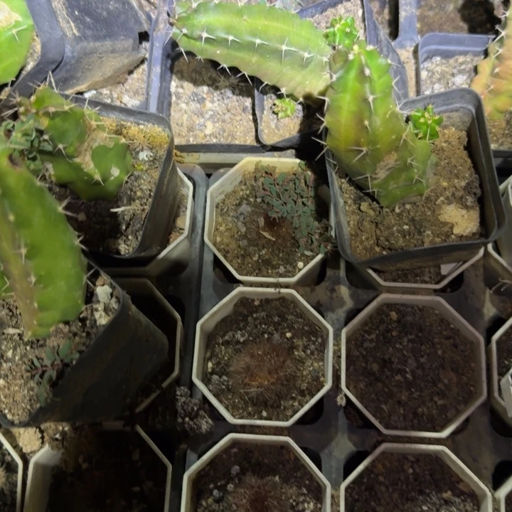 橙花美花角仙人球瑕疵