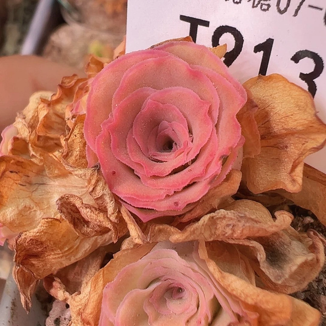 心****花帕美至爱级品x各种福利  TT913