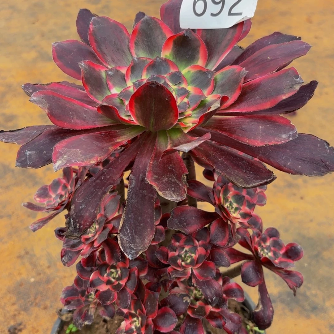 692多肉植物红魔女