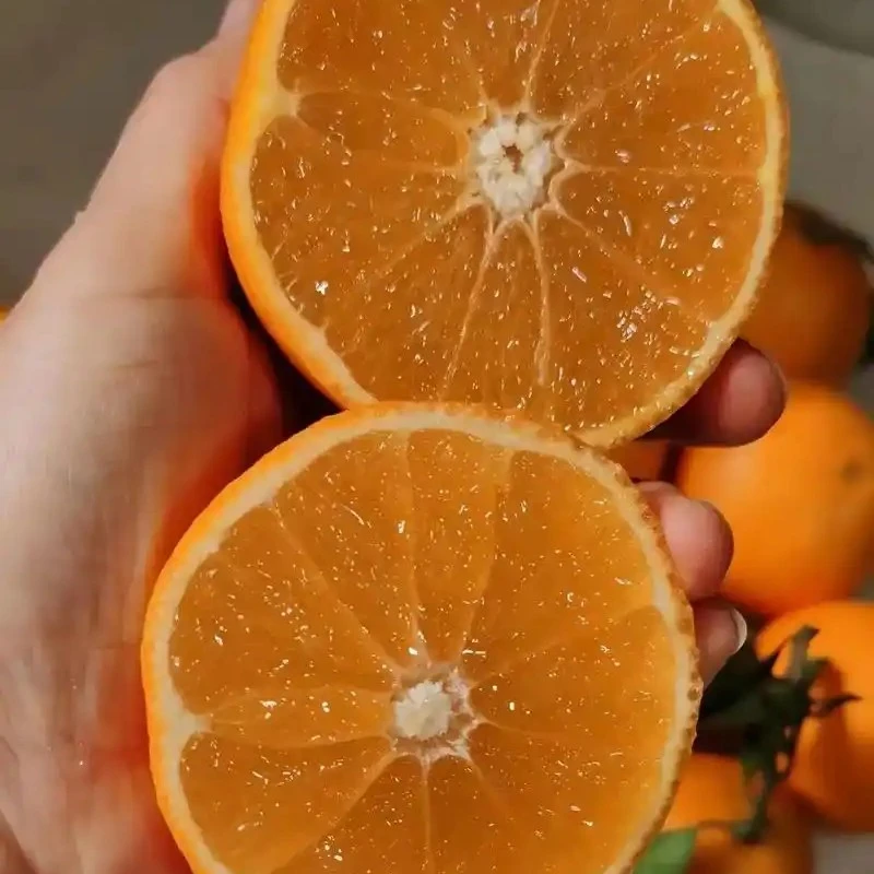 阳光果切果冻橙橙子