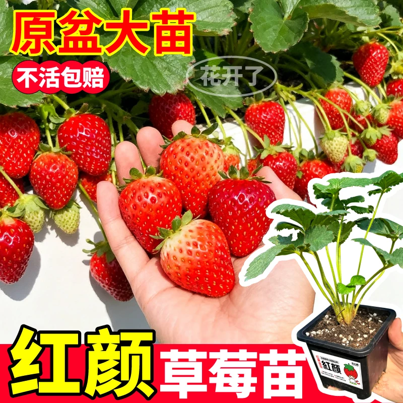 四季红颜草莓苗原土原盆大果玄玉天使ae奶油丹东99黑白红盆栽阳台