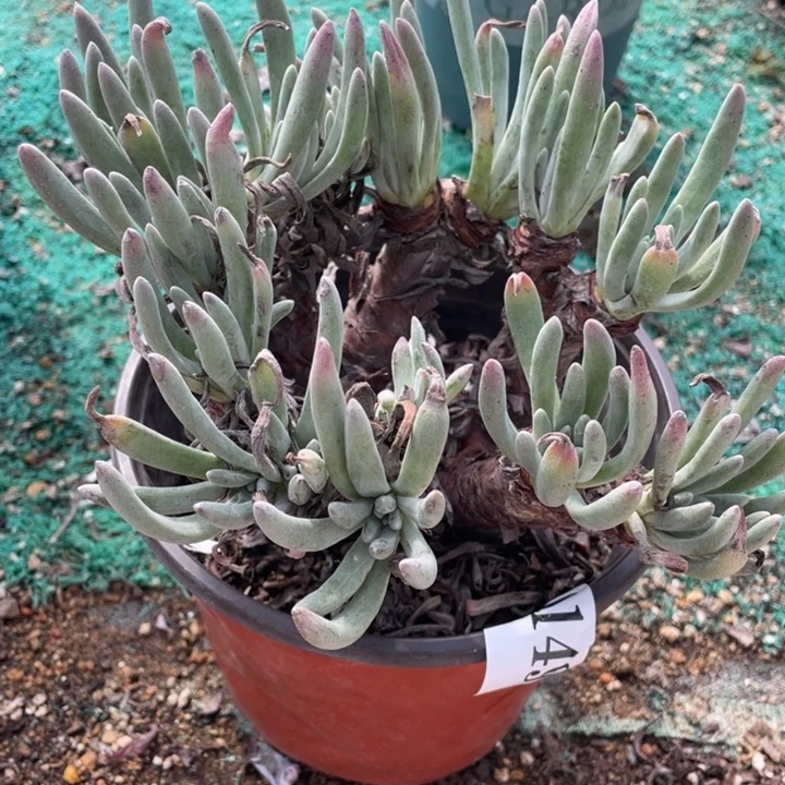 149号银光闪多肉植物