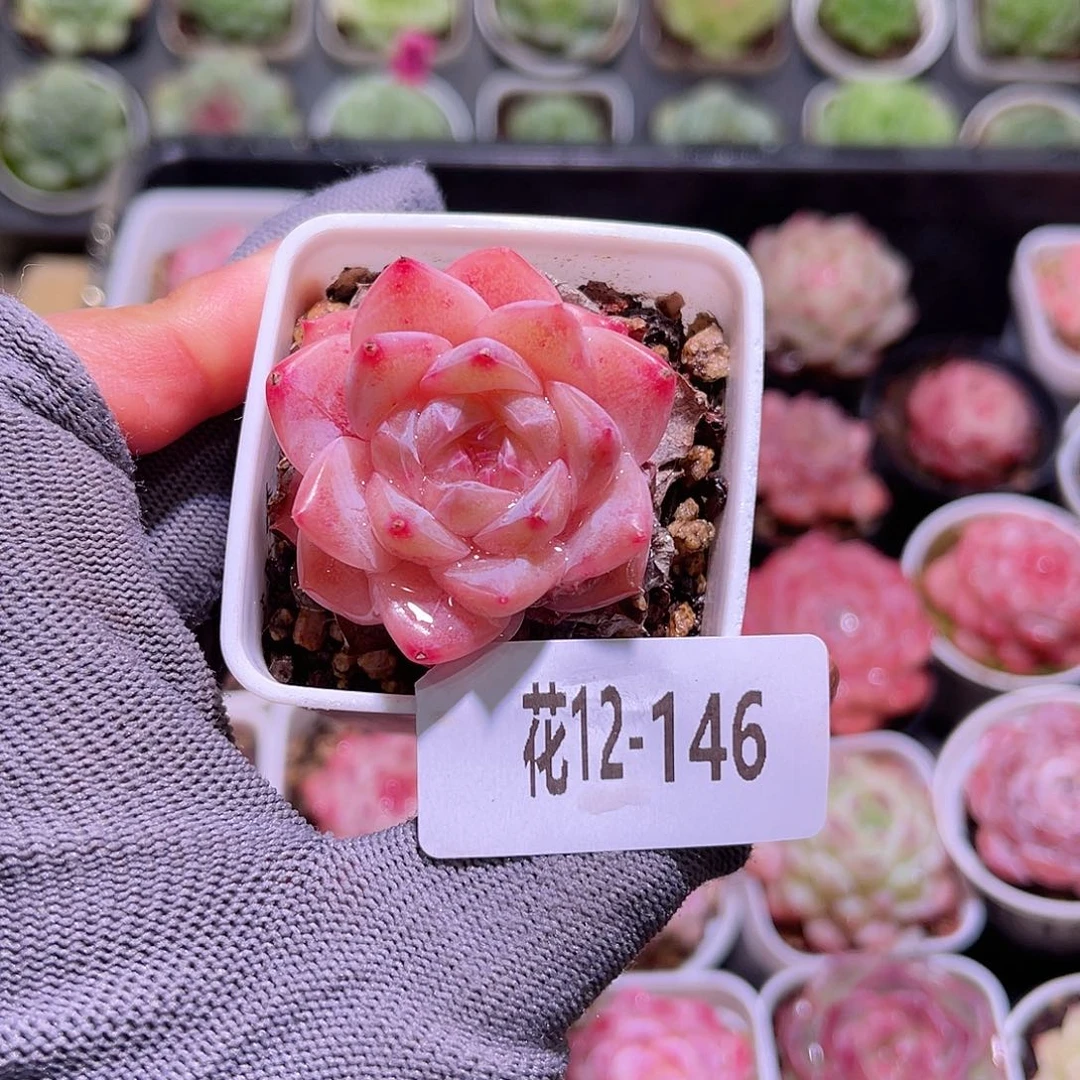 花12-146春园单头