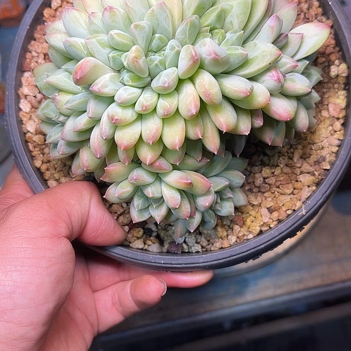 多肉植物一物一拍