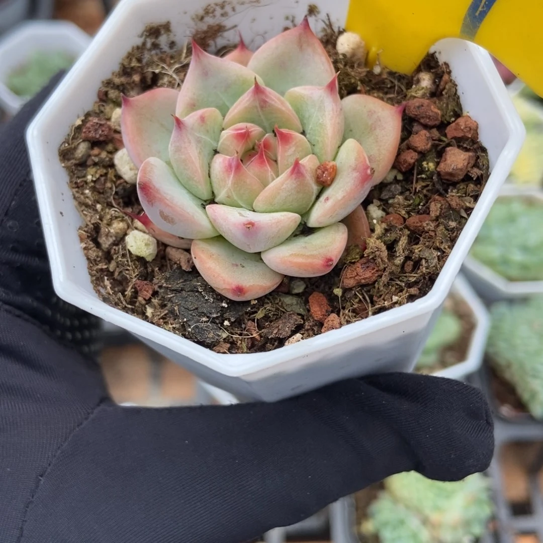 949婚戒多肉植物保护