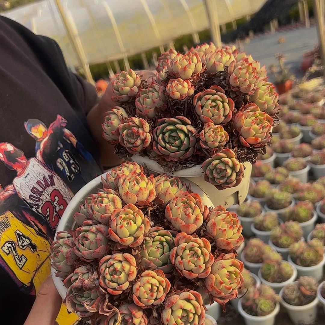 娜娜小勾手捧两盆