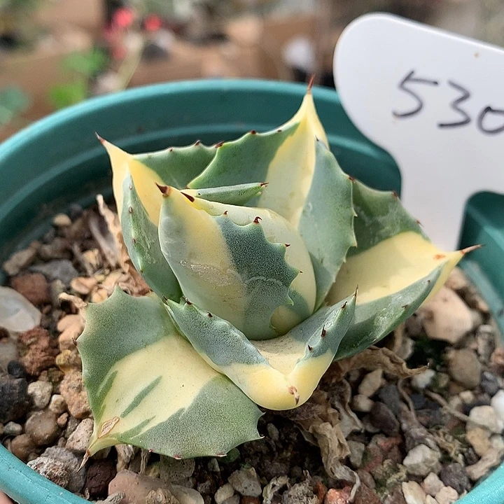 530王妃雷神哈哈哈哈