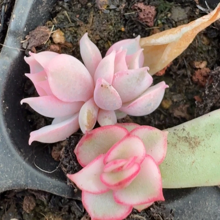 宽锦吉赛尔锦一物一拍