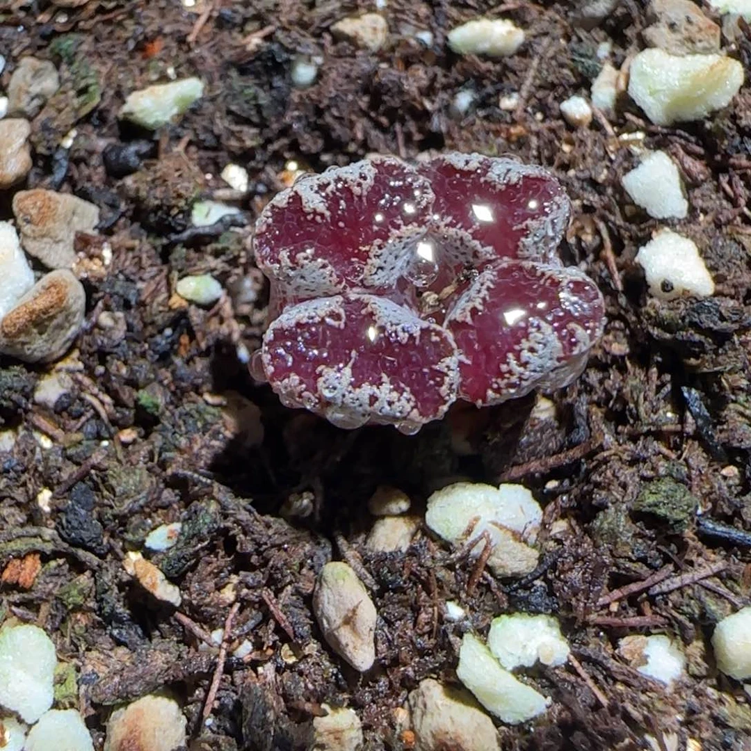 肉锥多肉植物组合-蝴蝶872