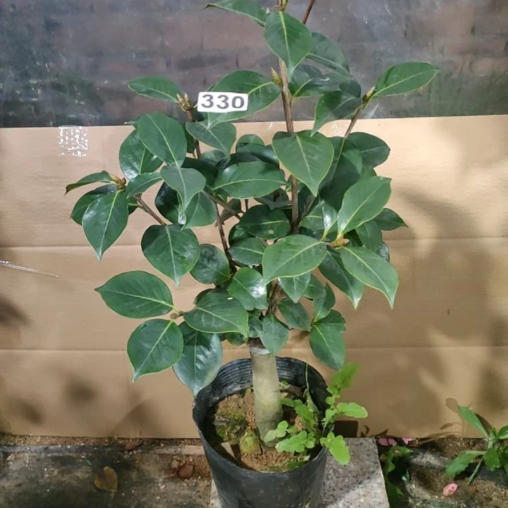 330云茶不知名，原盆原土发货，不包邮
