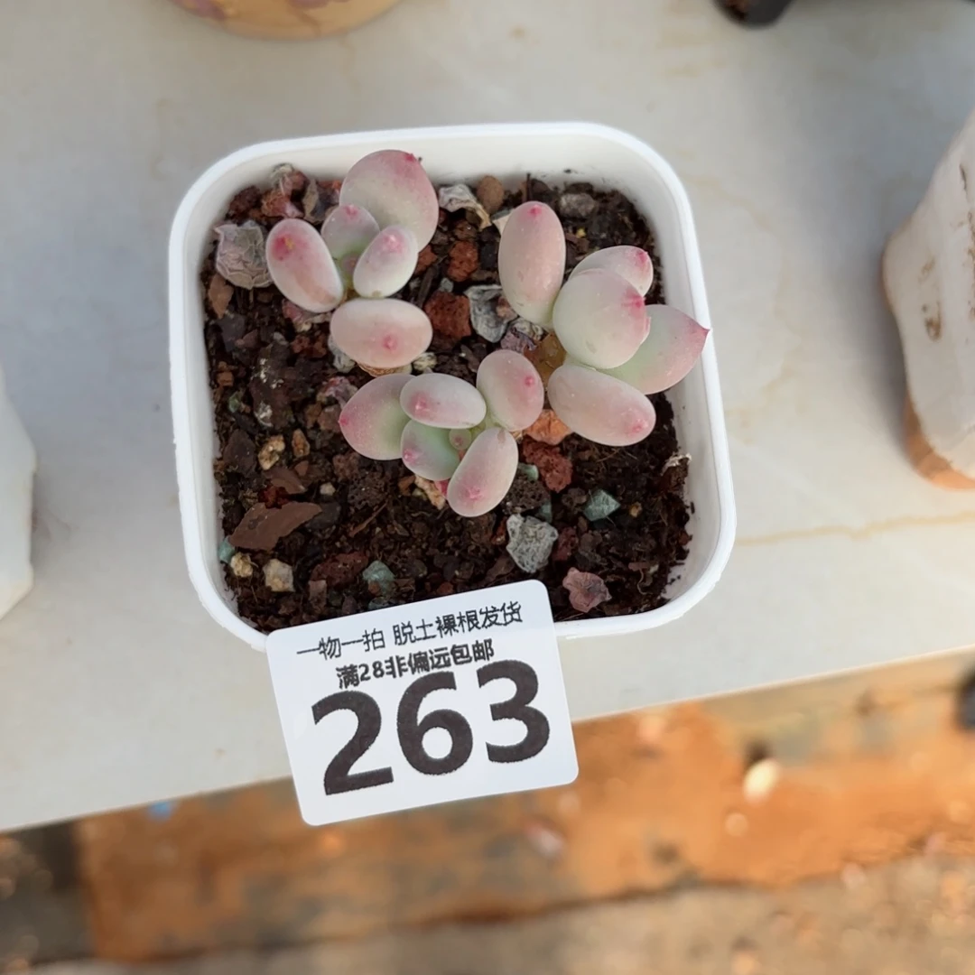 苹果奶老桩无盆土发货