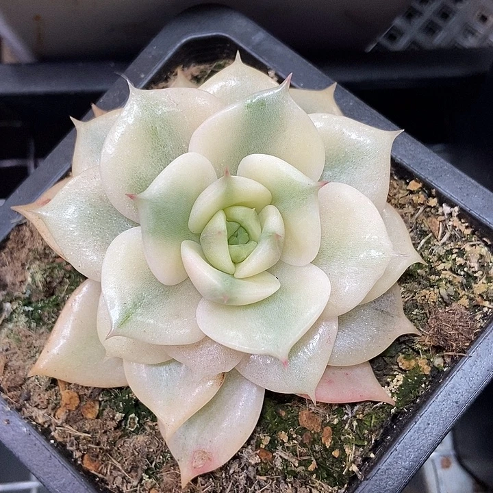 贝加尔湖锦多肉植物