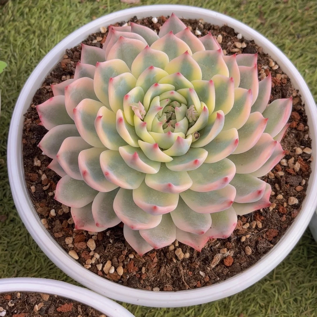 吉娃娃锦15公分99999999999