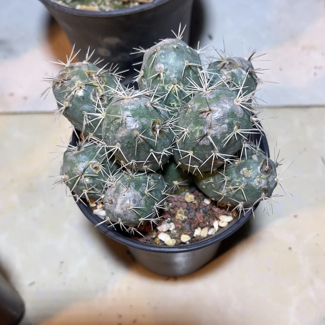 明暗城大群一物一拍