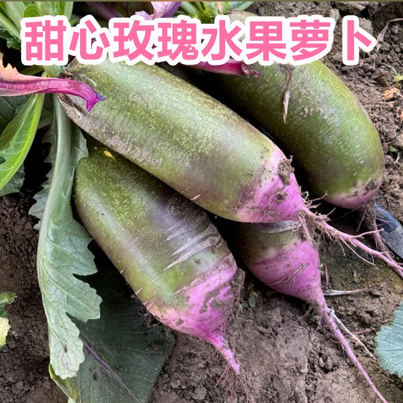 甜心玫瑰水果萝卜爽脆多汁碱地水果萝卜芳香浓郁甜脆不辣