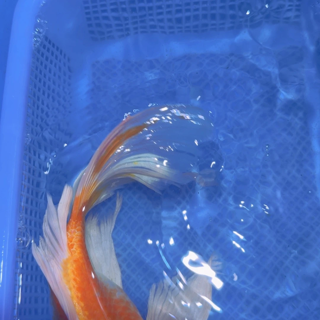 蝴蝶鲤鱼观赏鱼银猫