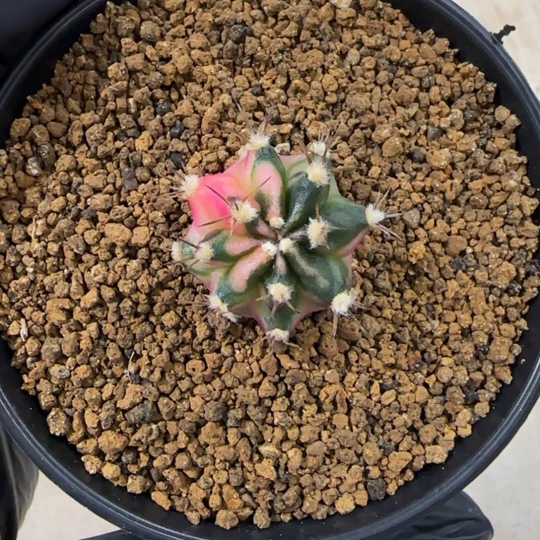 泰系米哈锦侧芽小高绒