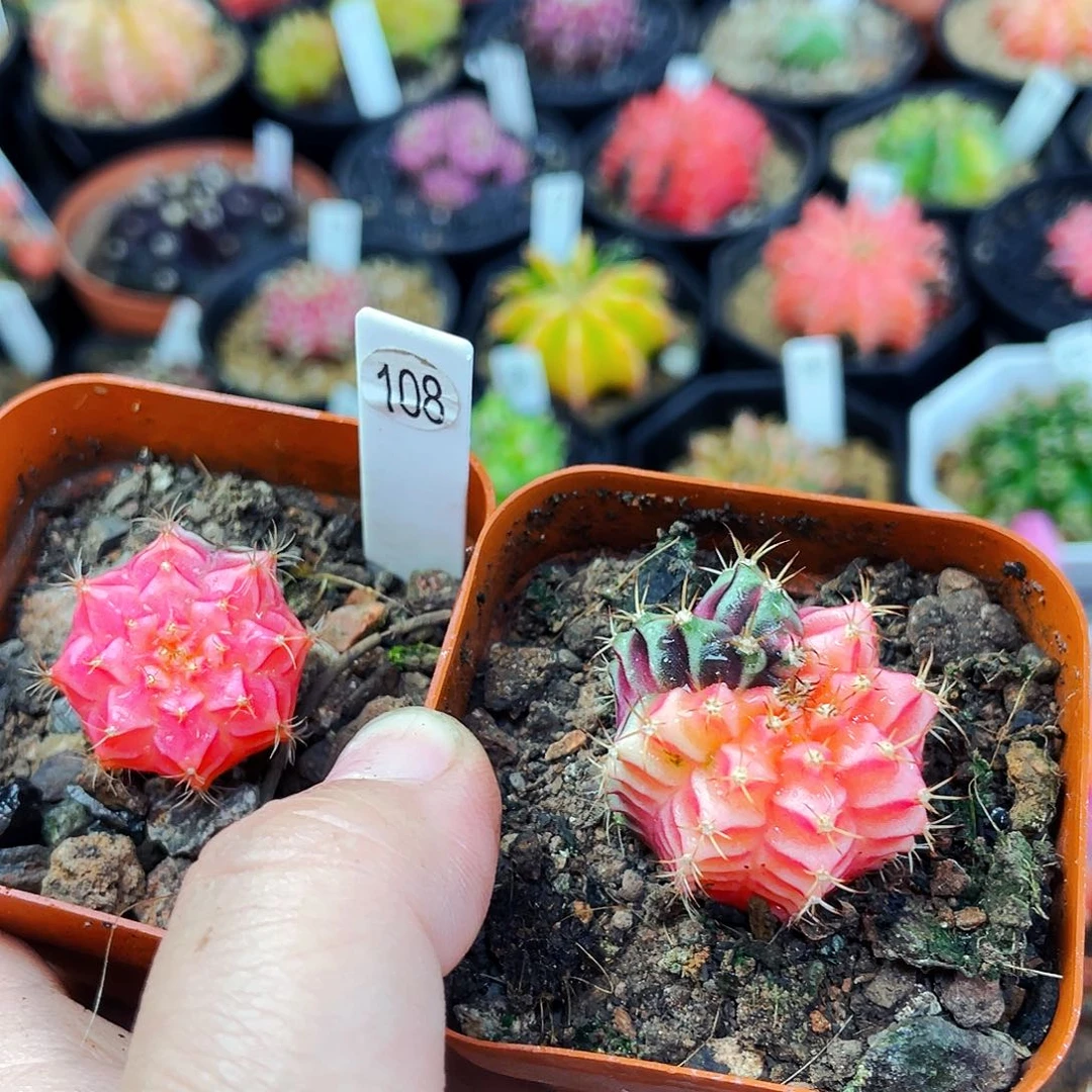 非偏远地区满25包邮仙人球裸根2.3cm