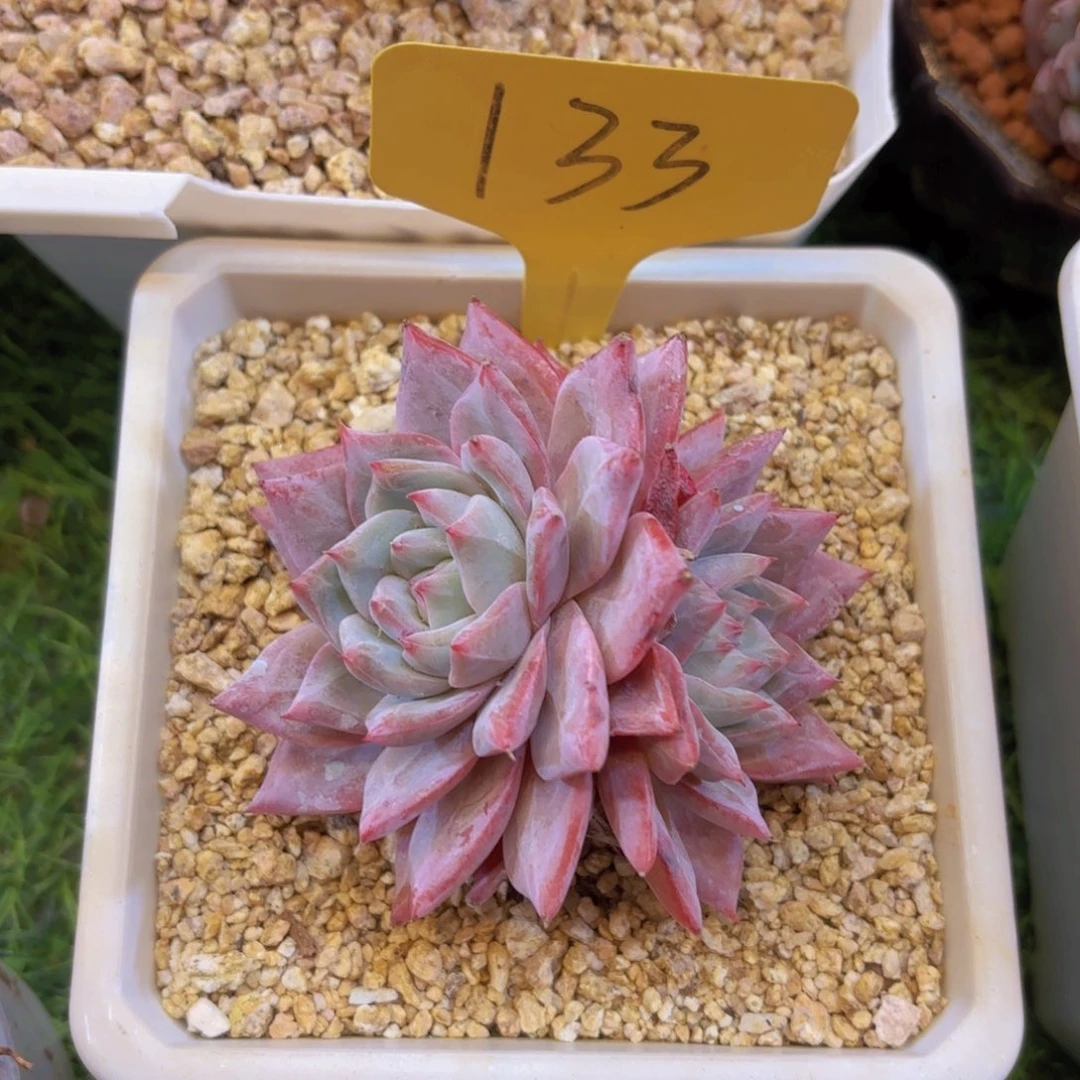 妍***妍云南金致家精品多肉