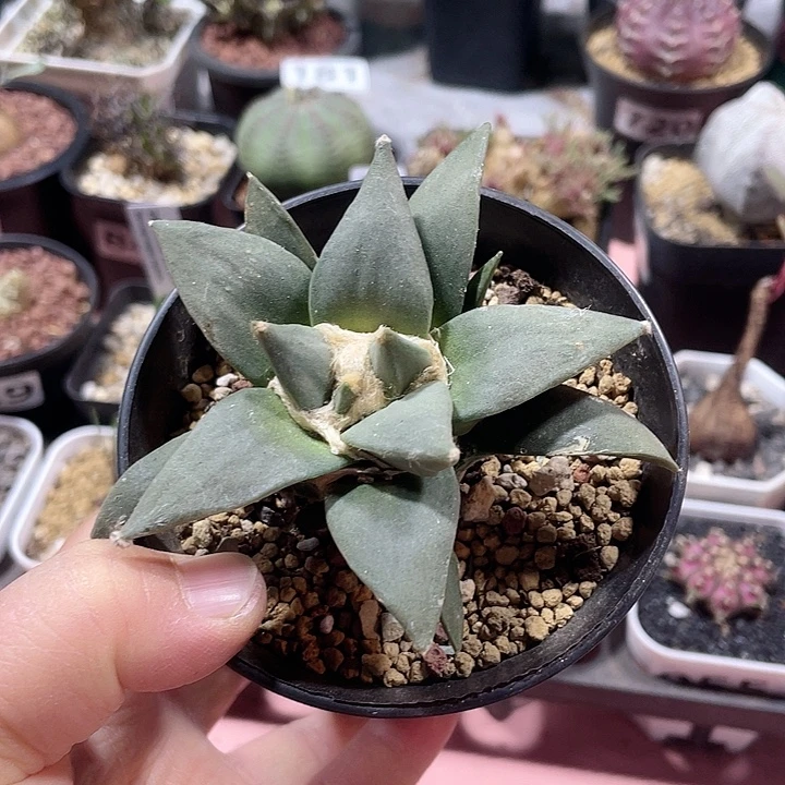 599实生大龙牙岩牡丹