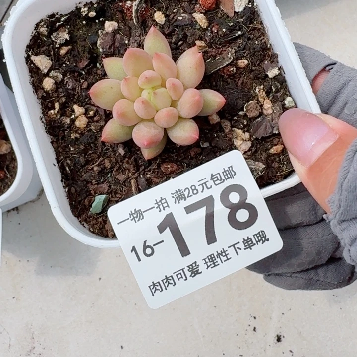 虞美人多肉无盆土发货多