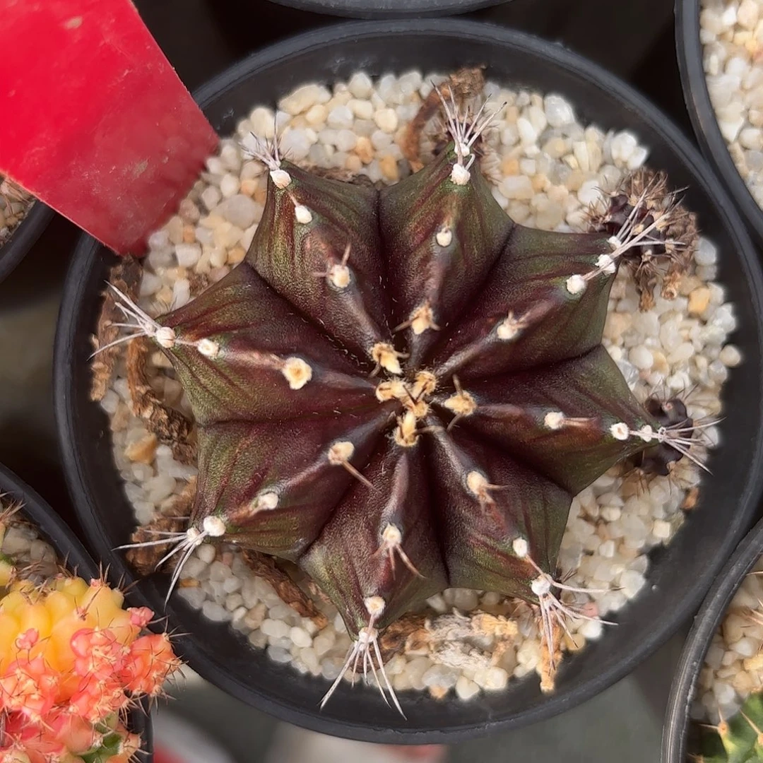 L607-1022泰国发货 黑寡妇